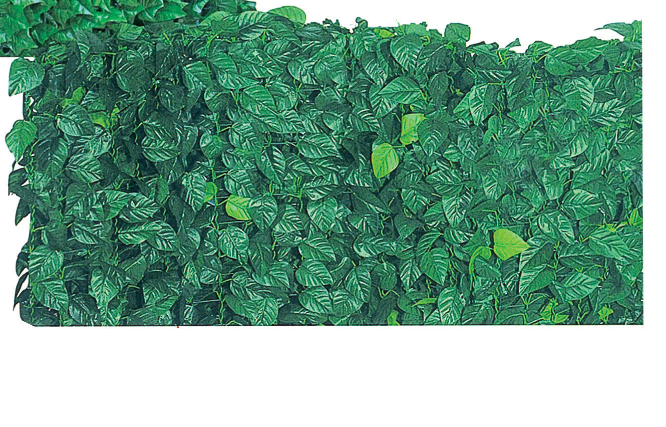 Edera finta foglie sempreverdi lauro 1x20mt